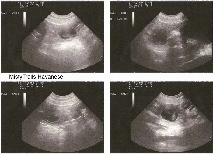 Ultrasound of puppies in a uterus
