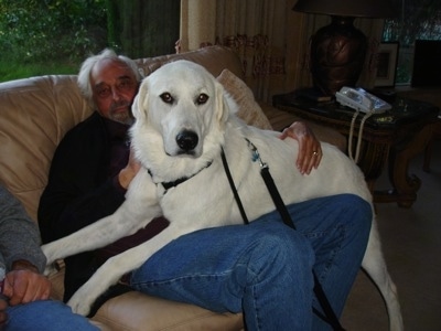 An extra large breed white Akbash Dog on the lap of a man sitting on a couch. The dog looks bigger than the man.