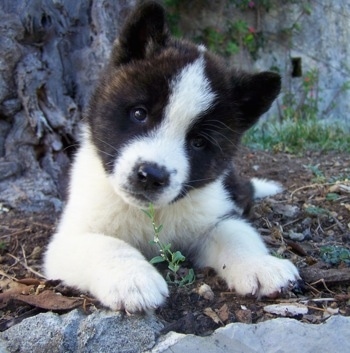 Close up - A white with black Akita puppy is laying on dirt with rocks behind it and its head is tilted to the right.