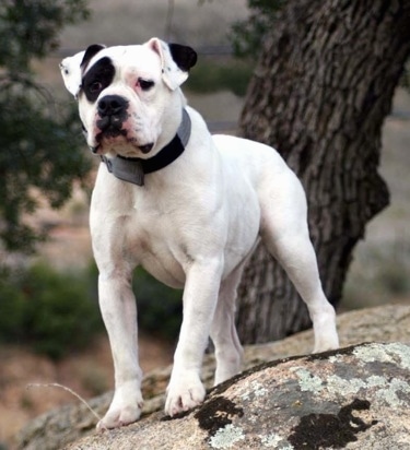 The front left side of a white with black patched Alapaha Blue Blood Bulldog standing on a rock with a tree behind it.