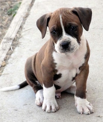 The front right side of a brown with white Alapaha Blue Blood Bulldog puppy that is sitting on a concrete.