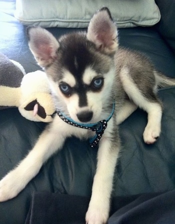 The front left side of a black with white blue-eyed Alaskan Klee Kai puppy that is laying down on a couch and it is looking up.
