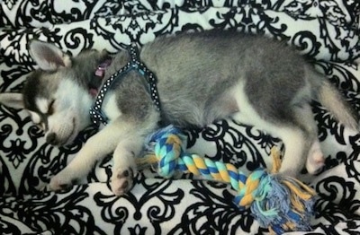 The left side of a black with white Alaskan Klee Kai puppy that is sleeping above a dog rope toy.