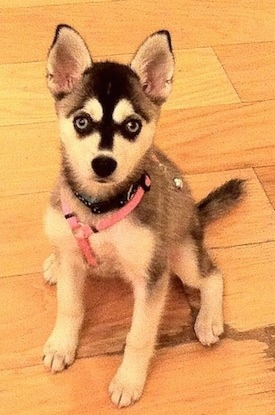 A black wiht white Alaskan Klee Kai puppy is sitting on a hardwood floor and it is wearing a pink harness