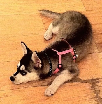 The front left side of a black with white Alaskan Klee Kai puppy that is laying across a hardwood floor and it is wearing a harness