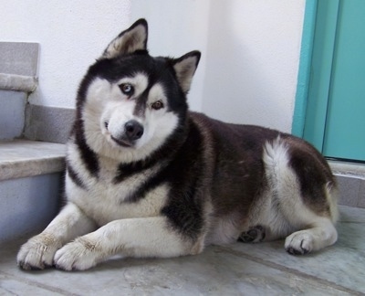 A thick coated, black and white Alaskan Malamute dog is laying in front of a staircase, it is looking forward and its head is slightly tilted to the right. It has small perk ears.