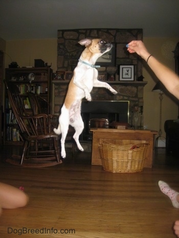 Scooby the Chug is jumping high off the ground for a treat that a person is holding in the air in a living room