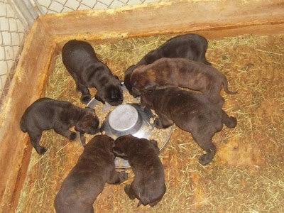 A Litter of Ambullneo Mastiff puppies are gathered around a food dish.