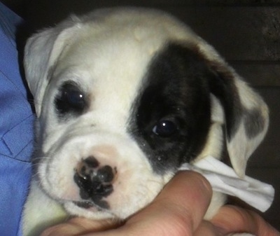 Close up - A white with black American Bull-Aussie puppy is being held by a person and it is looking forward.