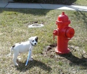The right side of a white with black American Bull-Aussie puppy that is standing next to a red fire hydrant and it is looking forward.
