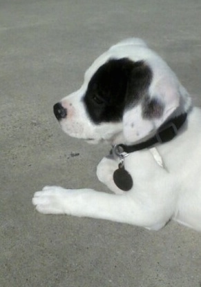 Close up - The left side of a white with black American Bull-Aussie puppy that is laying on sand.