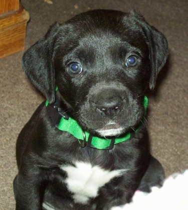 A black with white American Bullador puppy is sitting on a carpet and it is looking forward.