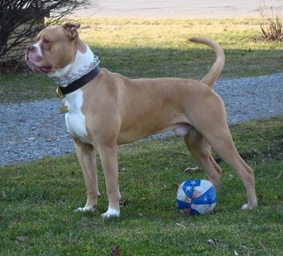 The left side of a tan with white American Bulldog that is standing on a lawn it is wearing a pinch collar and there is a deflated basketball under it.