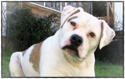 American Bulldog Dog Breed Pictures, 9
