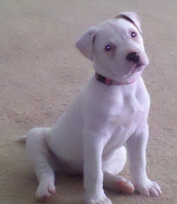 The front right side of a white American Bulldog puppy that is sitting on a carpet and it is looking up and to the right.