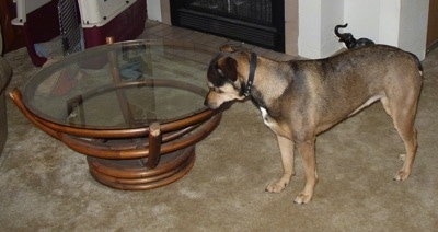 The left side of a black and tan American Bullweiler that is looking into the glass of a glass table.