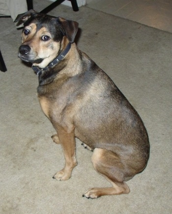 The left side of a black and tan American Bullweiler that is sitting on a carpet and it is looking forward.