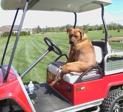 The back left side of a red with white American Bullweiler that is sitting on a red golf cart and it is looking forward.