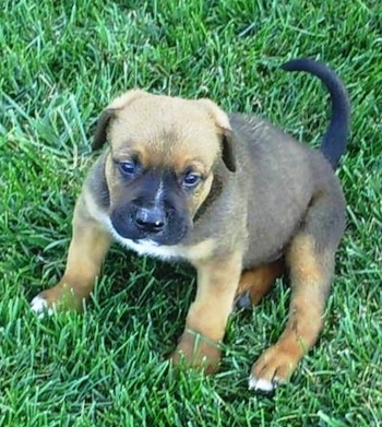 Topdown view of a red with white American Bullweiler puppy that is sitting in grass