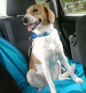 The front left side of a tan and white American Eagle dog that is sitting on a blanket in a car. Its mouth is open, its tongue is out and it is looking to the left.