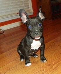 The front right side of a black with white American French Bull Terrier puppy, with big ears, that is sitting on hardwood floor and it is looking forward.