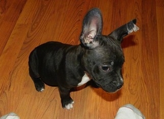 The right side of a black with white American French Bull Terrier puppy that is looking at sock that is on the foot of a person sitting in front of it.