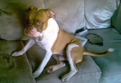 The left side of a brown and white American Neo Bull that is sitting on a couch and it is looking to the left.