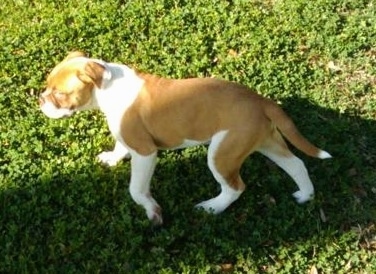 Topdown view of the left side of a brown and white American Neo Bull puppy that is playing in a yard.