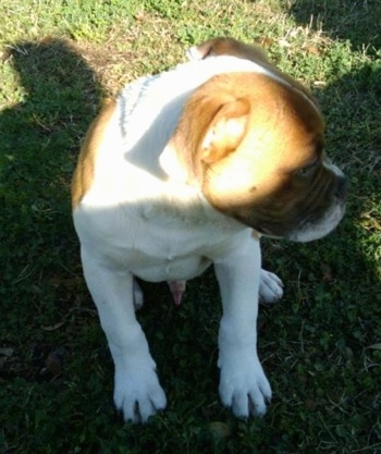 A brown and white American Neo Bull puppy is sitting outside in grass, it is looking down and at the grass to the right of it.