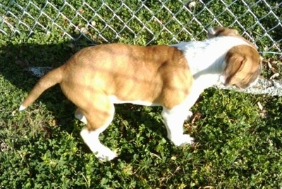 Topdown view of a brown and white American Neo Bull puppy that is walking along the side of chain link fence.