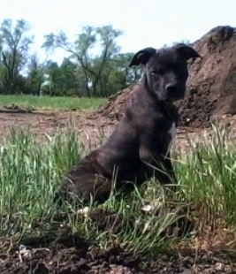 The right side of a black with white American Pit Bull Terrier puppy that is standing across wild grass and it is looking forward.