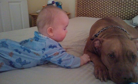 A red nose American Pit Bull Terrier is laying down on a bed and a baby is crawling next to it.