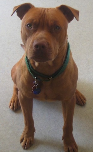 A red nose American Pit Bull Terrier is sitting on a floor and it is wearing a green collar