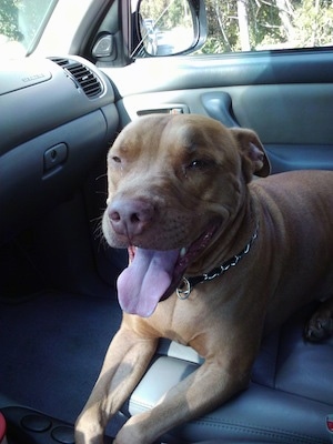 A red nose American Pitbull Terrier is laying across a the passenger seat of a vehicle, its mouth open and its tongue out