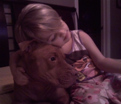 A red nose American Pit bull Terrier is laying next to a child that is hugging it.