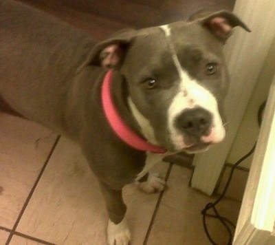 Topdown view of the right side of a gray with white Pit Bull Terrier that is wearing pink collar, it is standing in a bathroom and it is looking up.