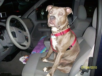 The left side of a gray with white American Pit Bull Terrier that is sitting in the driver seat of a vehicle and it is looking forward.