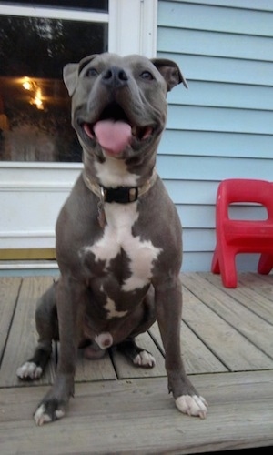 A gray with white American Pit Bull Terrier is sitting on a wooden porch, in front of an open door, it is looking forward, its mouth is open and its tongue is out.