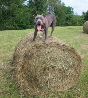 The front left side of a gray with white American Pit Bull Terrier that is standing on a hay bale, it is looking forward, its mouth is open and its tongue is out.