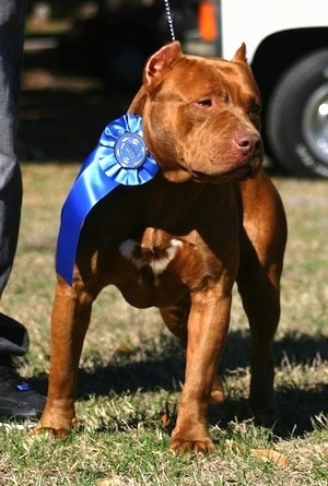 A brown with white American Pit Bull Terrier is standing on a lawn, it is wearing a first place ribbon. There is a car behind it.