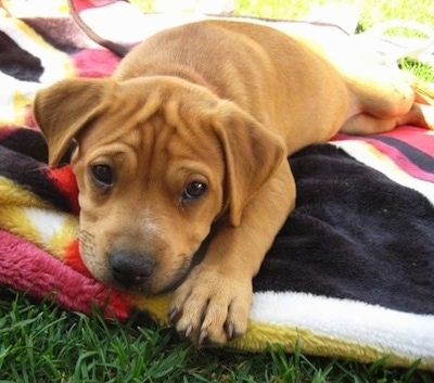 Close up - A red-nose American Pit Bull Terrier puppy is laying down across a blanket and it is looking forward.div