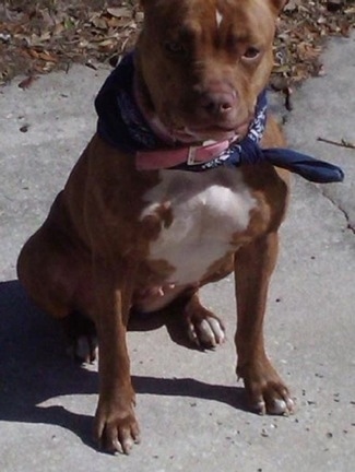 A red-nose Pit Bull is sitting on concrete and it is wearing a blue and white bandana