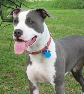The front left side of a black with white American Pit bull Terrier standing on grass with its mouth open and tongue out with a metal lawn chair in the Background