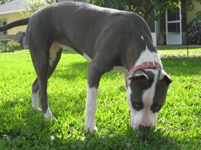The front left side of a black with white American Pit bull Terrier sniffing the grass with a house in the background