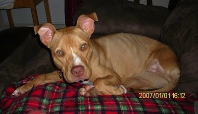 The left side of a brown Pit Bull Terrier is laying down on a couch, on top of a blanket and it is looking forward.