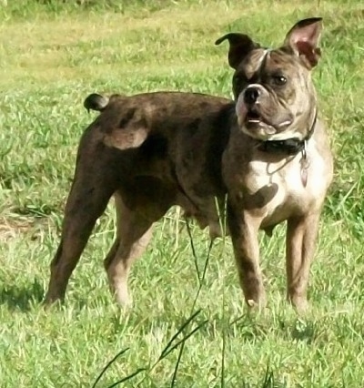 The right side of a merle Amitola Bulldog that is standing across grass and it is looking to the left.