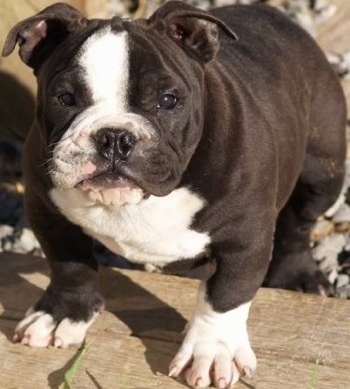 Close up - A stocky black and white Amitola Bulldog puppy is standing on a wooden step and it is looking forward.