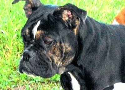 Close up - The front left side of a trindle Amitola Bulldog that is standing outside and it is looking to the left.