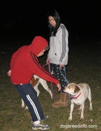 A dog sniffing a boys hand as he reaches towards it