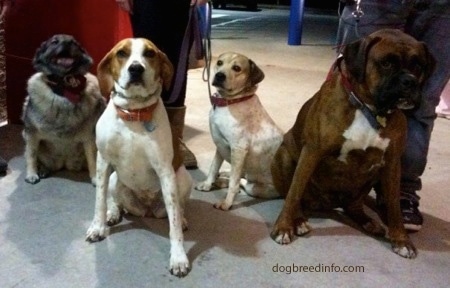 Four Dogs are sitting on the floor of a shopping center